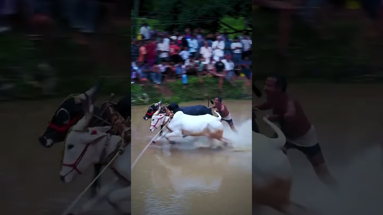 Ambalakadavu kalikavu Malappuram Keralaone of the bigest agricultural festival  kerala #karofeelkaro