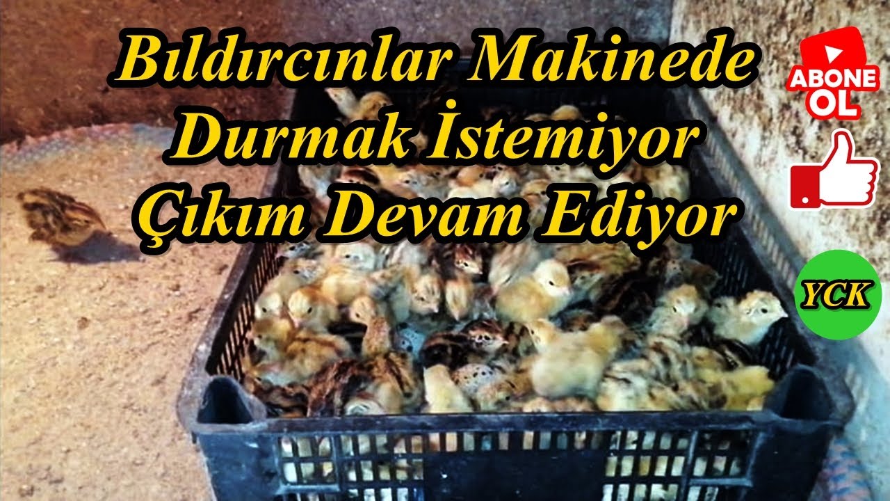 Bıldırcınlar Çıkmaya Devam Ediyor,\Bir Kasa Dolusu Bıldırcın\Buzdolabından Kuluçka Makinesi,!