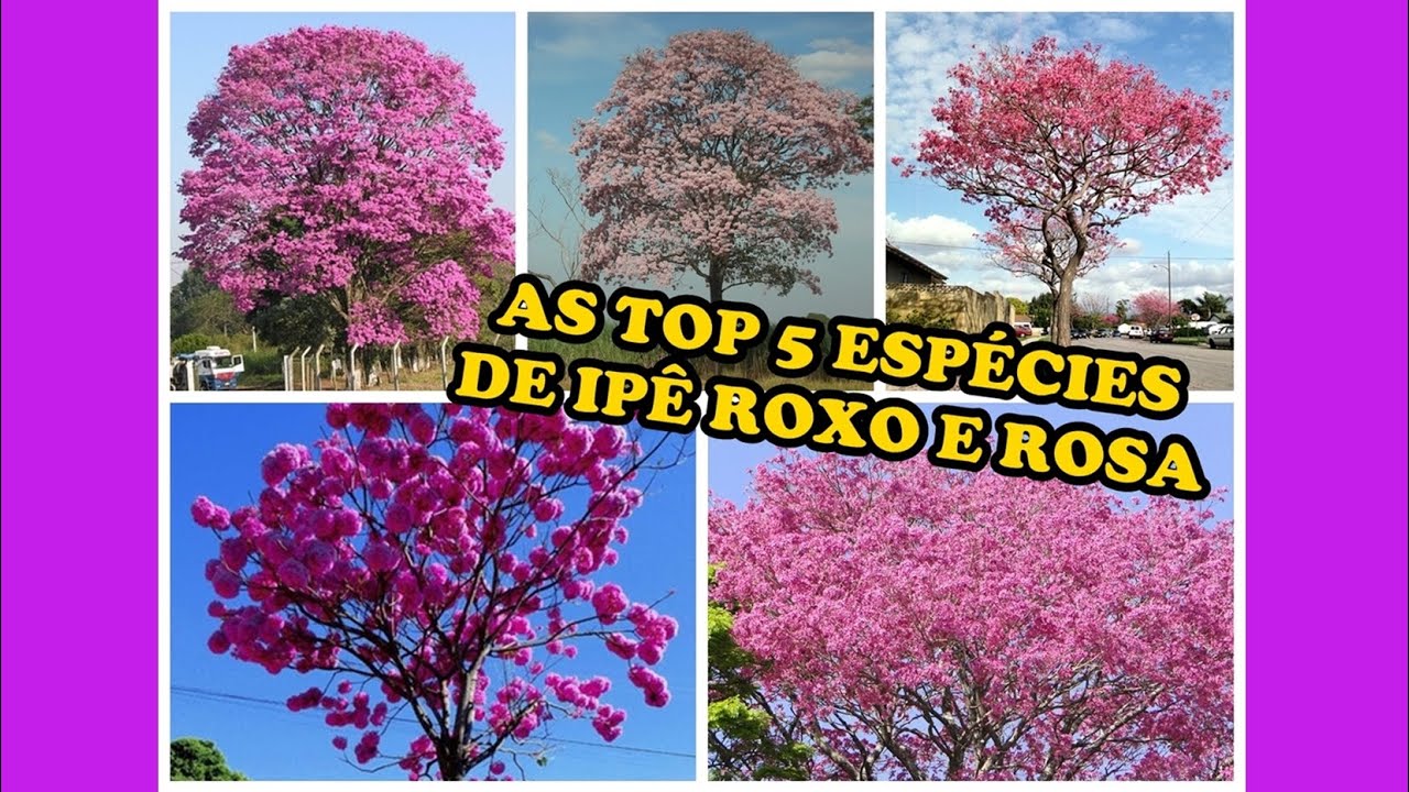 TOP 5 Espécies de IPÊS ROXO e ROSA mais CURIOSAS e INCRÍVEIS Que Vão Te Surpreender!!!