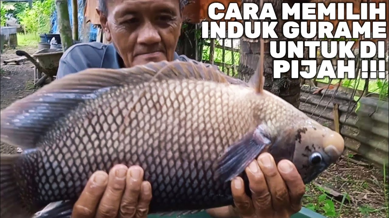CARA MEMILIH INDUK GURAME JANTAN - BETINA YANG BAGUS‼️