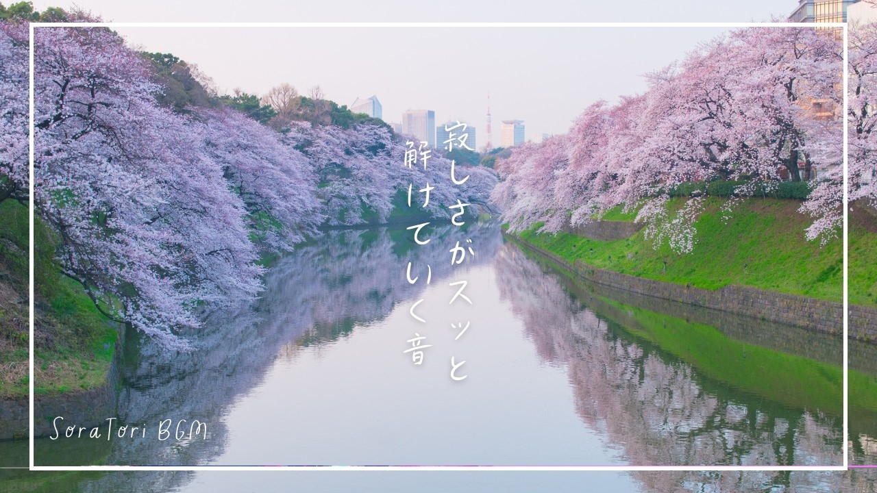 【朝BGM】寂しさがスッと解けていく音｜桜と静かな水辺の癒しピアノ｜心がほどける朝の時間