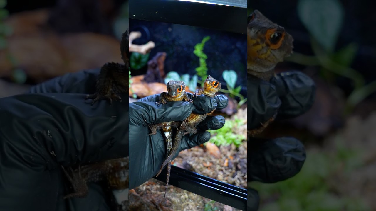 Bioactive Enclosure Setup for Red-Eyed Crocodile Skinks!