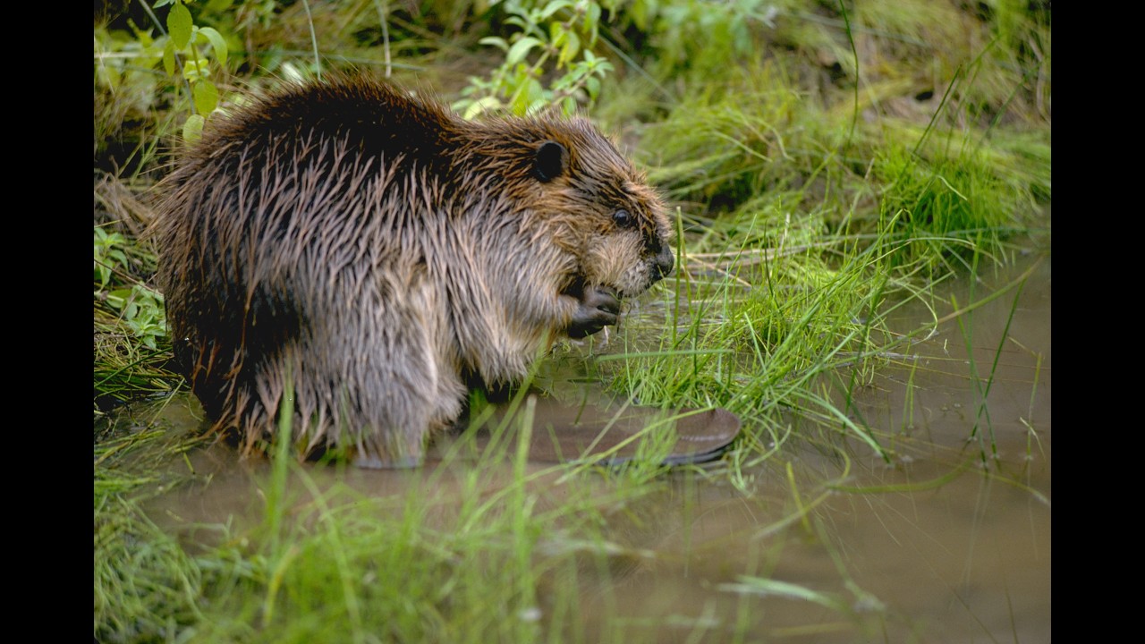 Episode 68: The world of beavers
