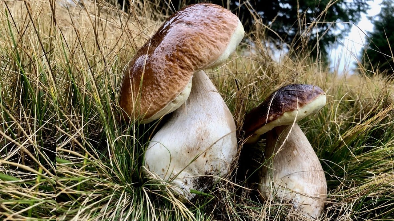 XL I GIGANTI DELLA MONTAGNA FUNGHI PORCINI 31-1 OTTOBRE 2020