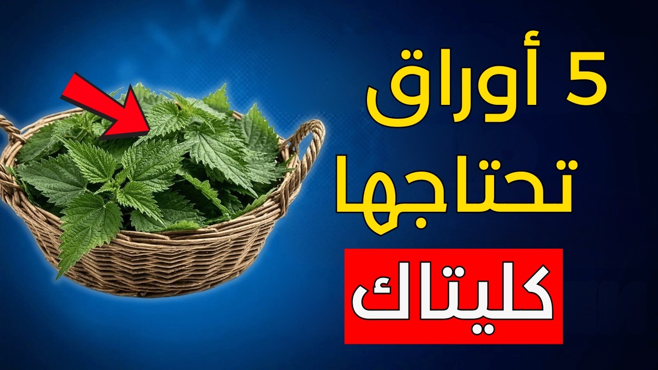 يحذر الطبيب: 5 أوراق تحمي كليتيك وتمنع الحاجة إلى الغسيل الكلوي