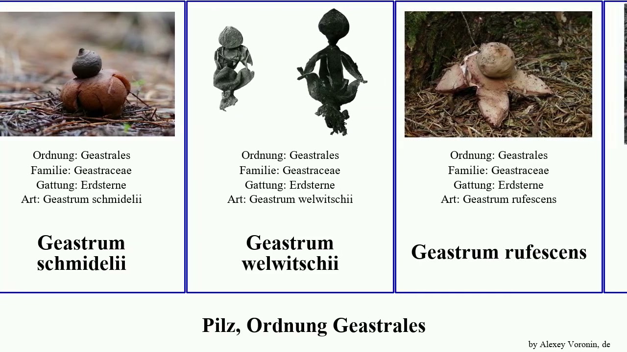 Pilz, Ordnung Geastrales geastrum fungus rufescens Schenella Gewimperter City Erdstern Erdsterne