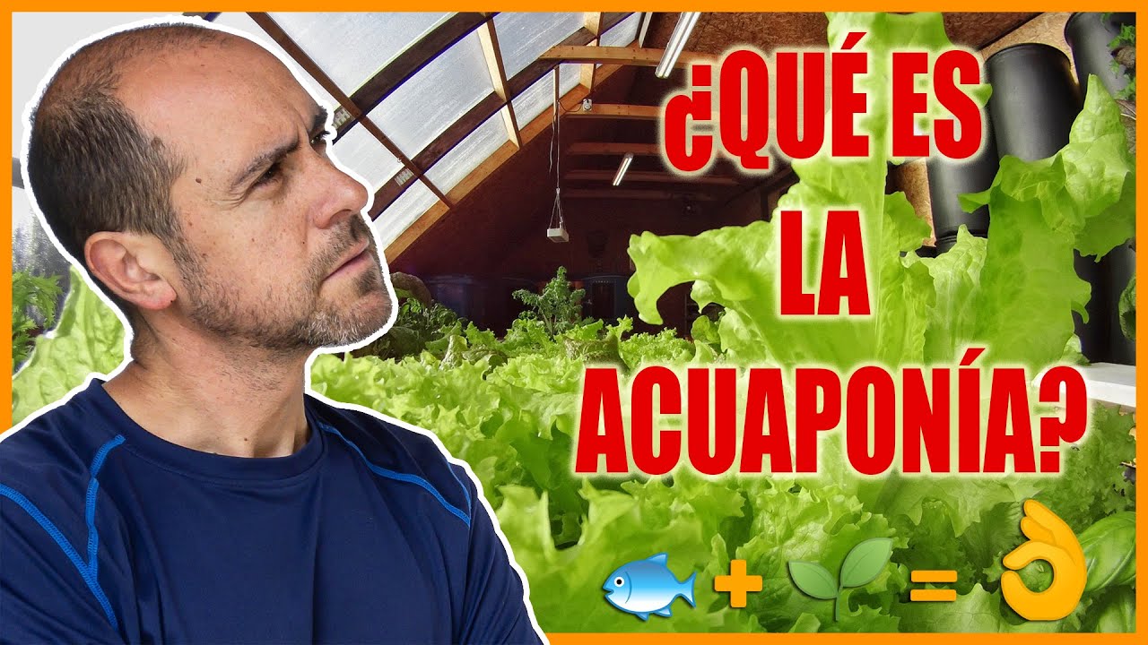 ¿Qué es la acuaponía? #1 Aprende acuaponía paso a paso (curso gratis)