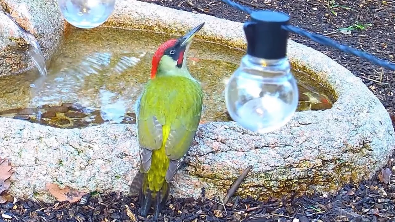 Highlights Today (green woodpecker, sparrow hawk, nest box...) Recke, Germany - Dec. 11, 2020