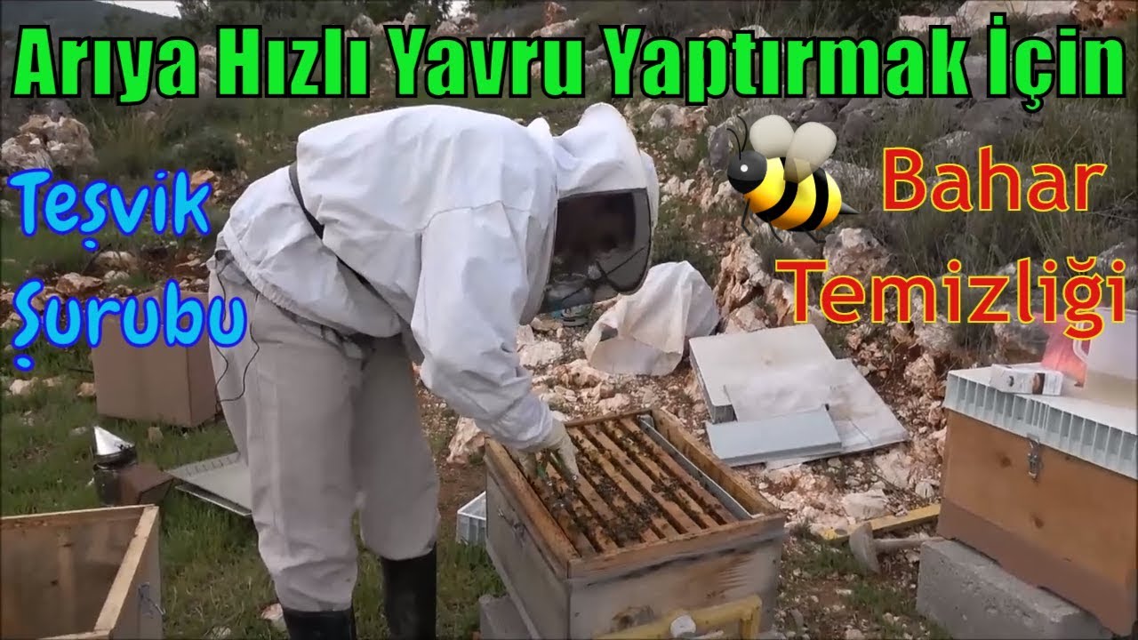 Arıcılıkta İlkbahar Bakımı (Kovan Temizliği, Teşvik Şurubu, Petek Verme)