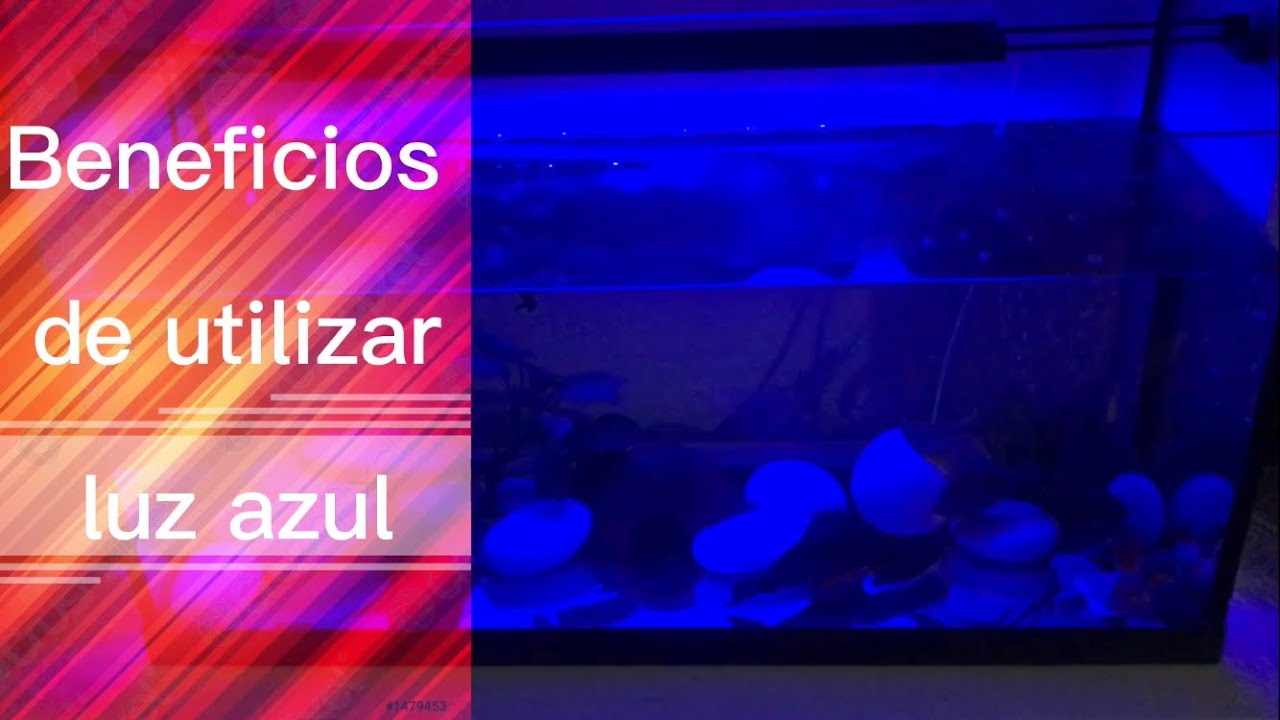 Por qué utilizar luz azul para nuestro acuario ?🌱