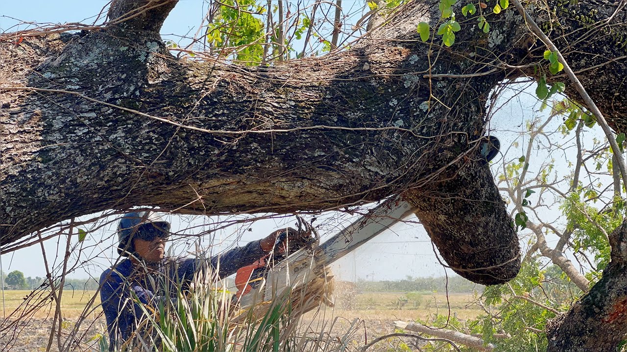 Blackened … Cut down 2 decades old trembesi trees‼️