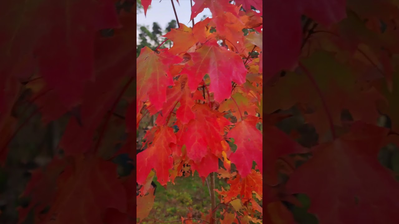 Acer saccharum 🍁🍂🌲..plantas outonais e con&iacute;feras raras