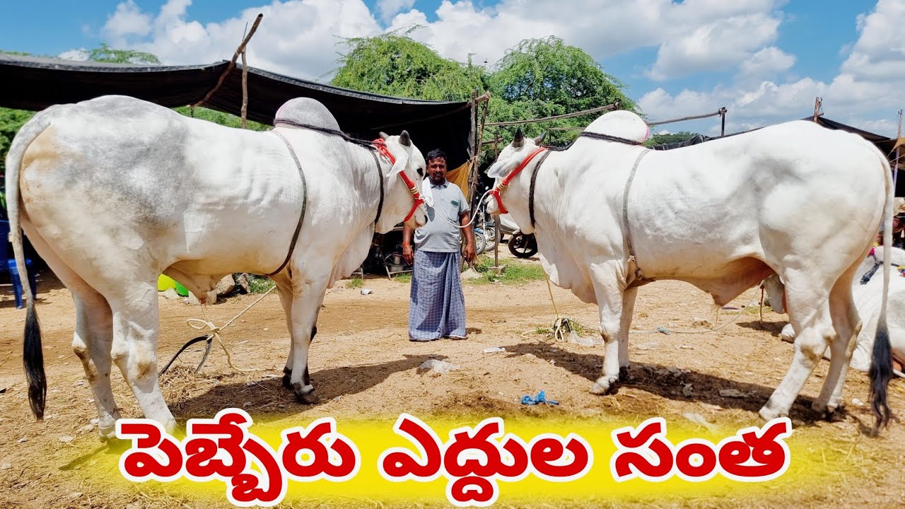 Ongole bulls Market In pebbair-Telangana bulls Market-Pebbair bull Market-Pebbair Santa Today videos