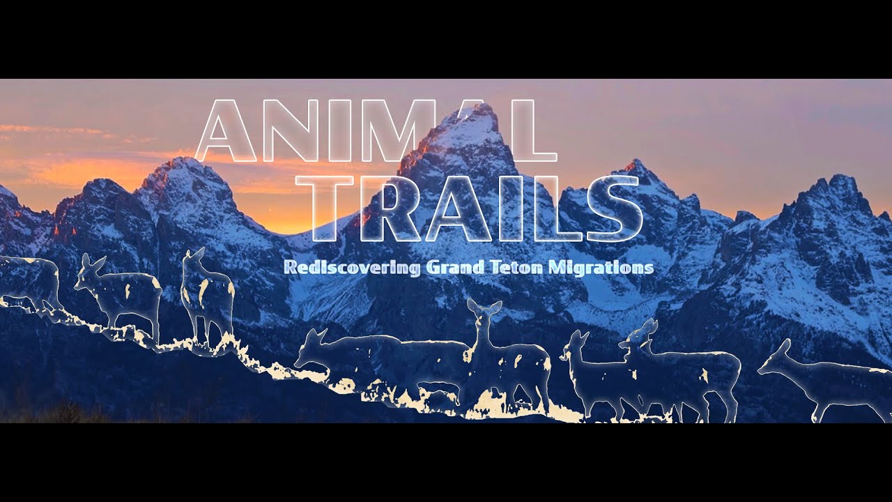 Animal Trails: Rediscovering Grand Teton Migrations
