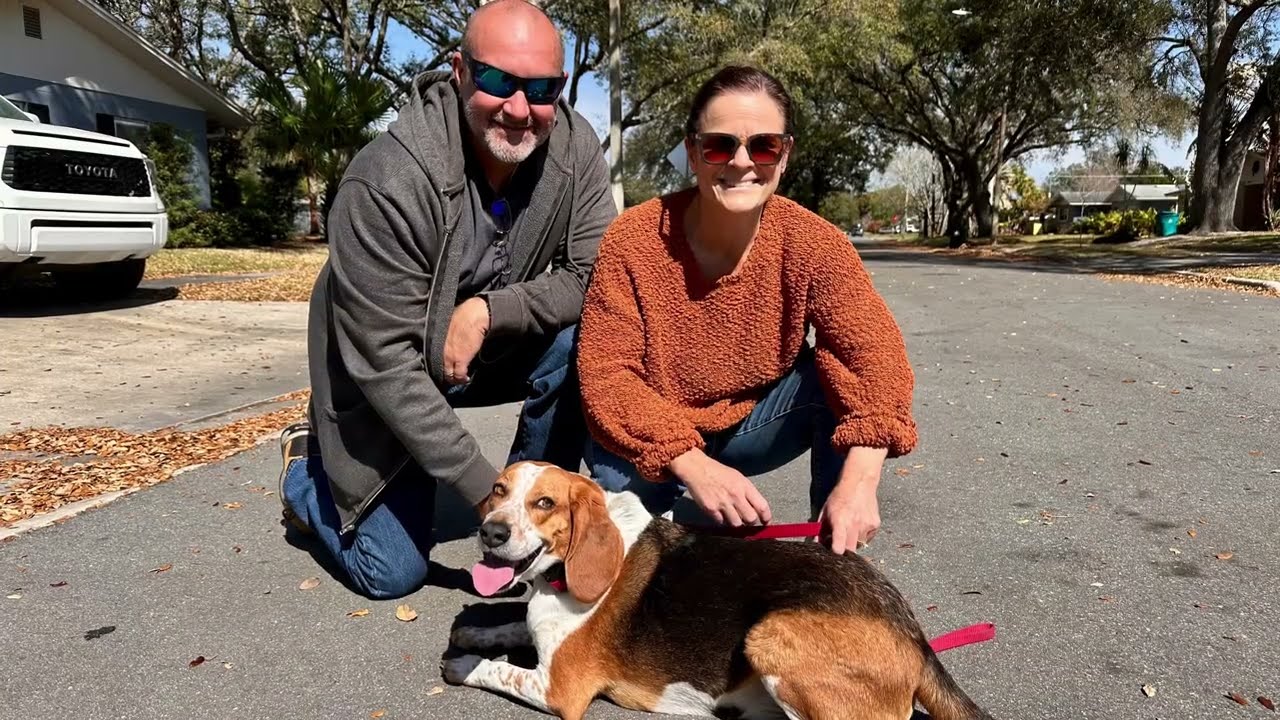 Severely Anxious/Reactive Beagle Transformed in 4 Weeks
