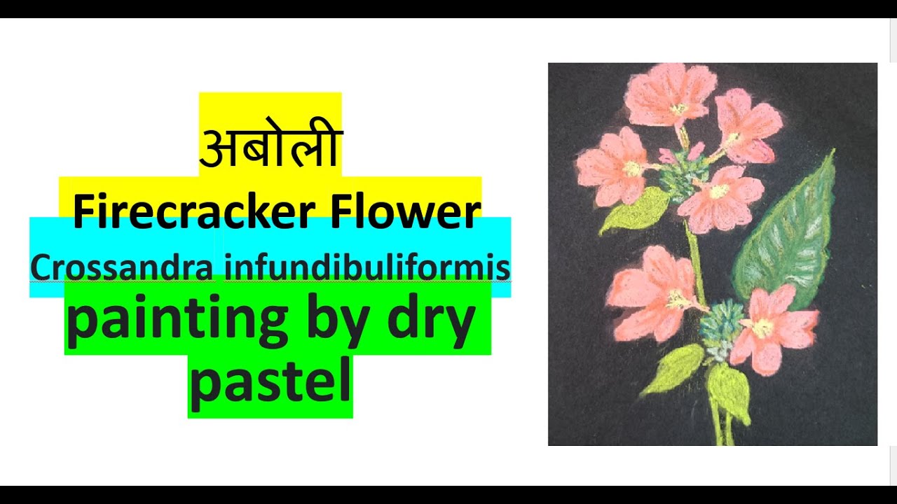 अबोली | Firecracker Flower | Crossandra infundibuliformis painting by dry pastel