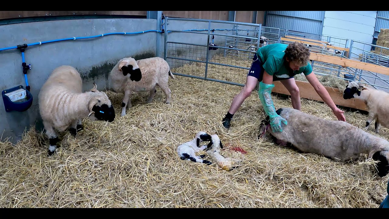 LAMB STUCK and SHEEP NEEDS HELP FAST!  |  Swiss Valais Blacknose