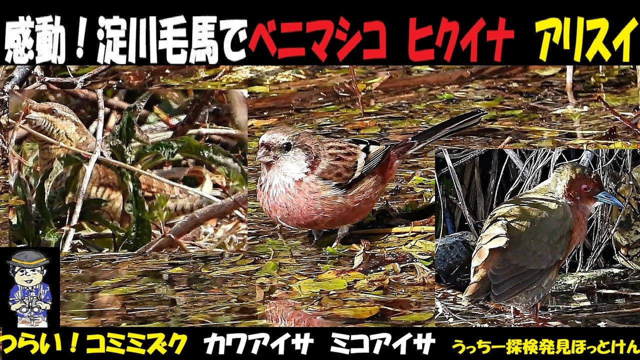 恐るべし！珍鳥だらけ！淀川毛馬、ベニマシコ、クイナ、ヒクイナ、アリスイ、カワアイサ、ミコアイサ、かわいそうなコミミズクなど走りもの、終わりもの盛りだくさん。野鳥観察、うっちー探検発見ほっとけん