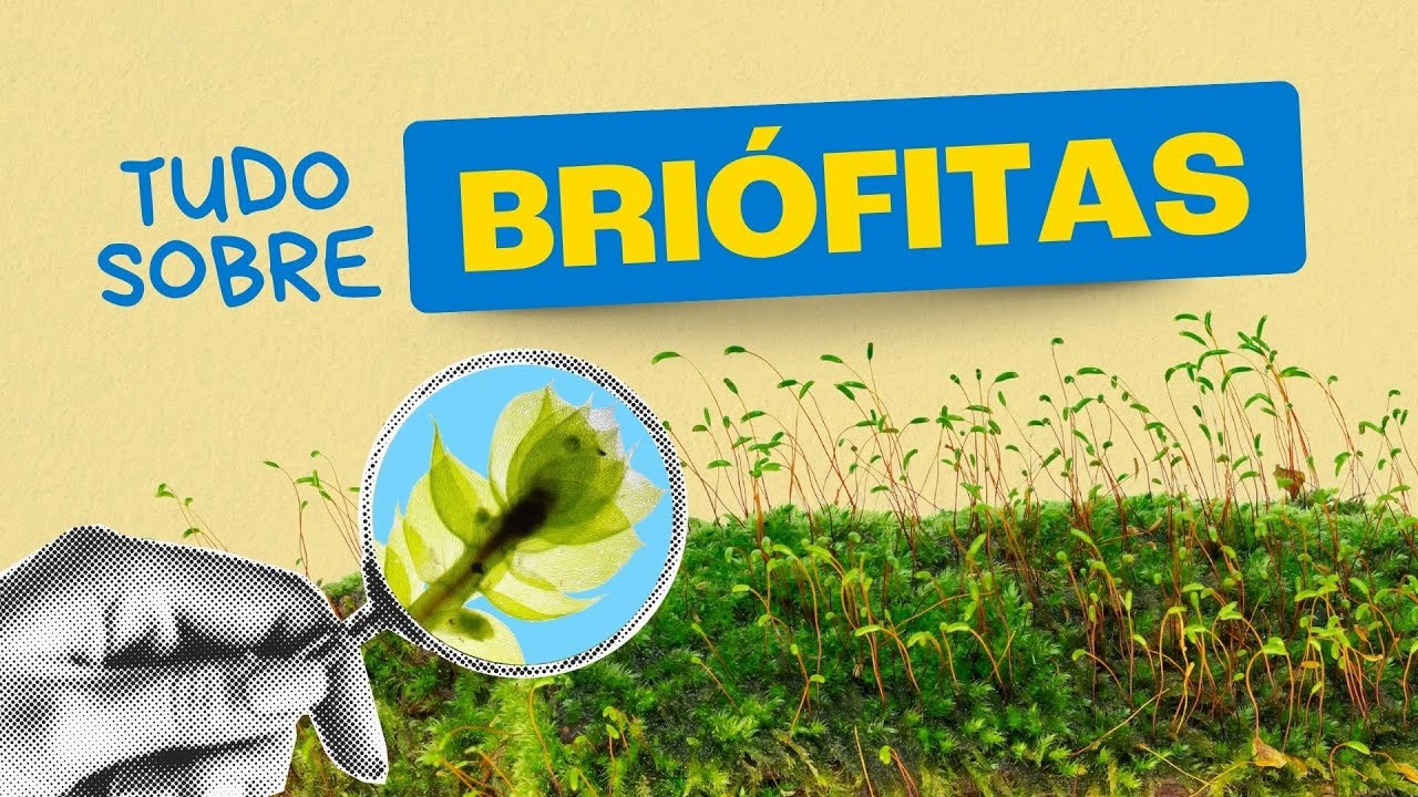 BRIÓFITAS: A planta que NÃO TEM RAIZ!