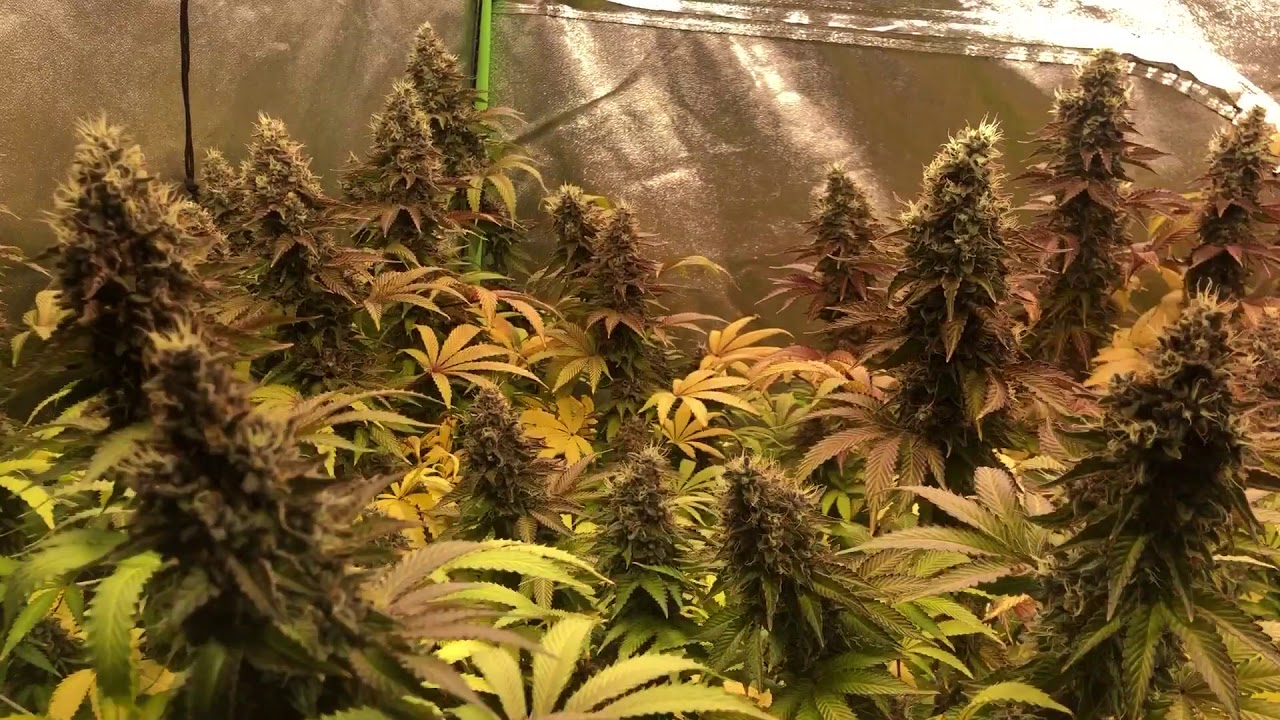Grape Pie x Sour Strawberry Kush Harvest