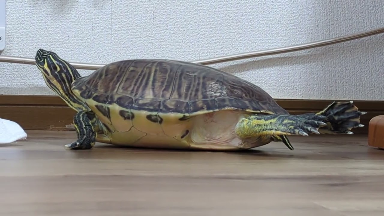 きょうもストーブが大好きなカメさん