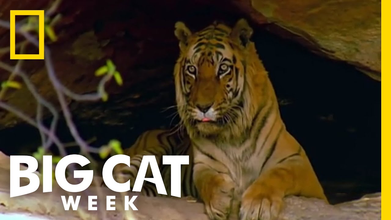 Meet the Tiger Family | Tiger Wars