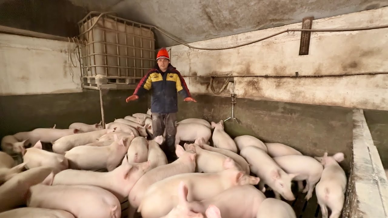 ЦЕ ЖАХ 🛑ВСЯ ПРАВДА ПРО СВИНО-БІЗНЕС, Непочинай глянь це відео , скажіть спасибі 🙏 