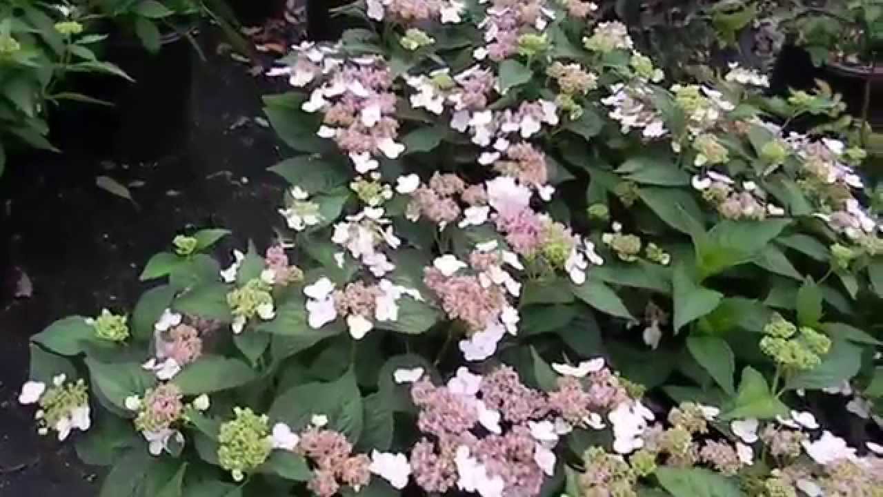 Hydrangea Serrata Lacecap Bluebird 5 gal