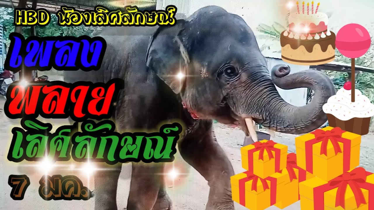 เพลงพลายเลิศลักษณ์#พลายเลิศลักษณ์ #พลายบัวบาน#พลายดาวมงคล