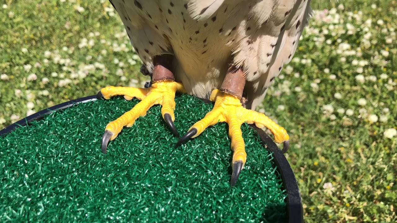 Lanner Falcons