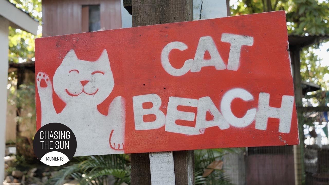 CAT BEACH coolest Animal Rescue set up ever, Penang Malaysia