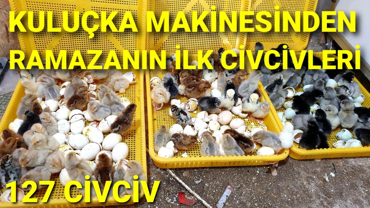 KULUÇKA MAKİNESİNDEN CİVCİVLERİMİZ ÇIKTI. #civciv #civcivçıkımı #kuluçkamakinesi #civcivbakımı