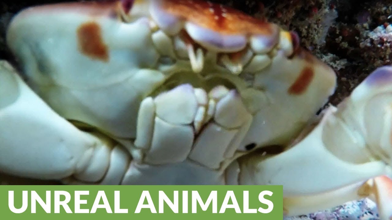 Crab steals GoPro and you won't believe the footage he creates