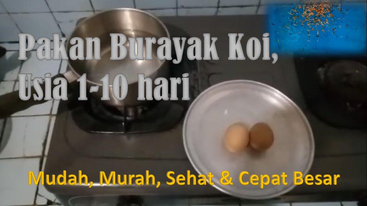 PAKAN BURAYAK IKAN KOI | mudah, murah, sehat & cepat besar (usia 1-10 hari)