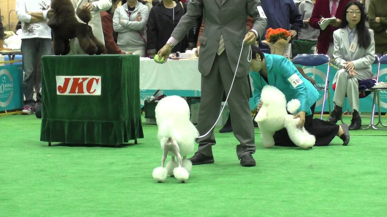 トイプードル（オス）チャンピオンクラス前半