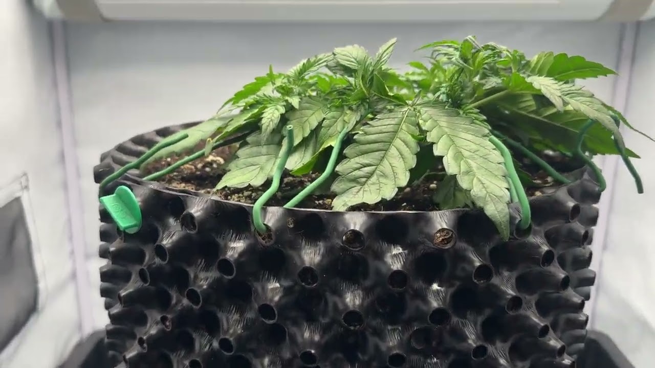 Soma Seeds - Amnesia Haze Auto