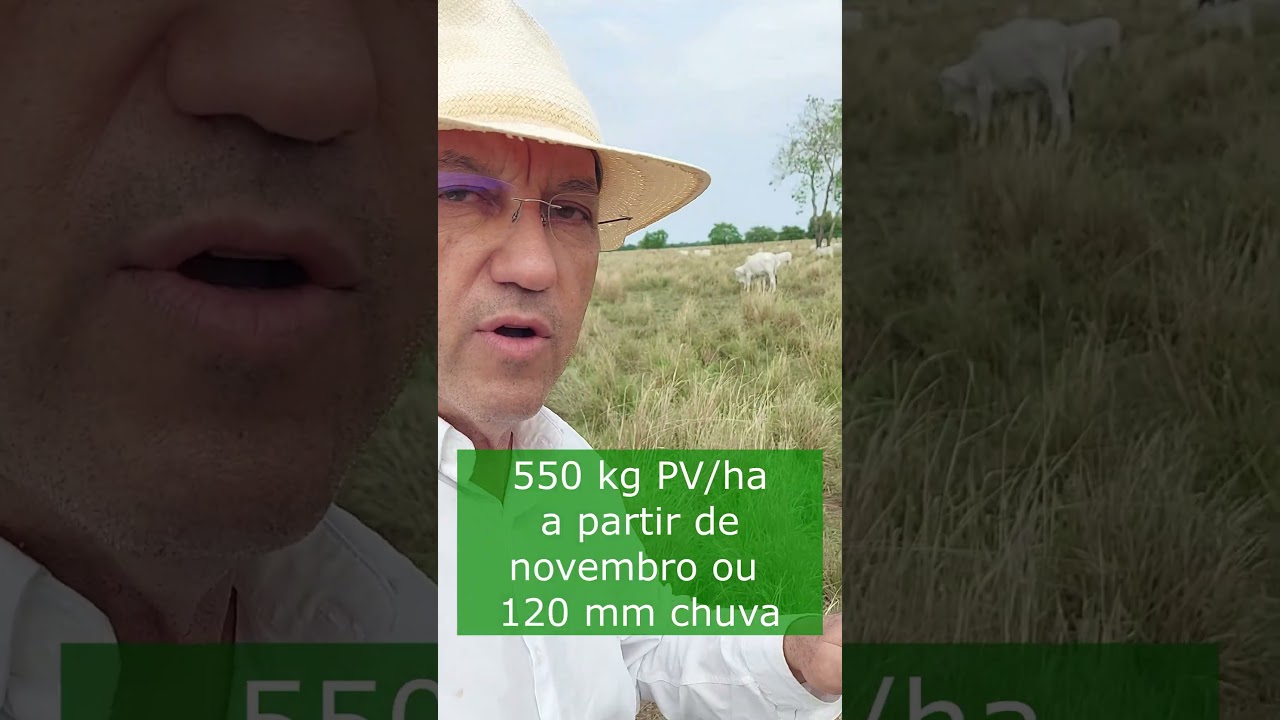 Alguns números básicos para produção a pasto - Veja os outros vídeos neste canal e entenda melhor.