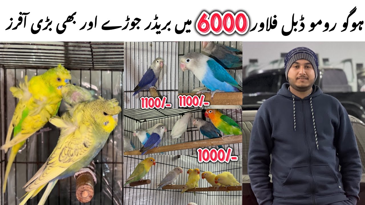 HogoRomo Breeder ka pair || Lovebirds k breeder pairs wo b guaranty wle. 