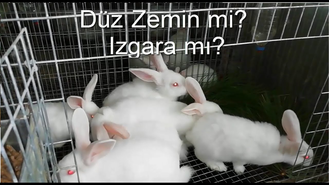 Tavşanlar Patileri İçin Düz Zemin mi Yoksa Izgara mı Uygundur