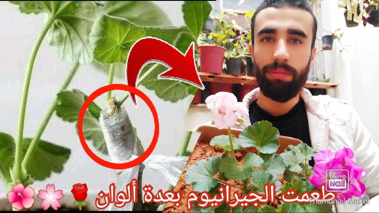 تطعيم الجيرانيوم بعدة ألوان 😲