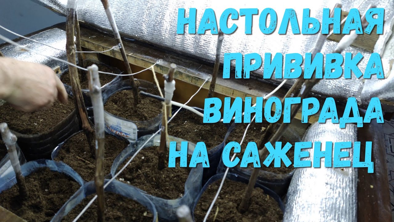Настольная прививка винограда на саженец.