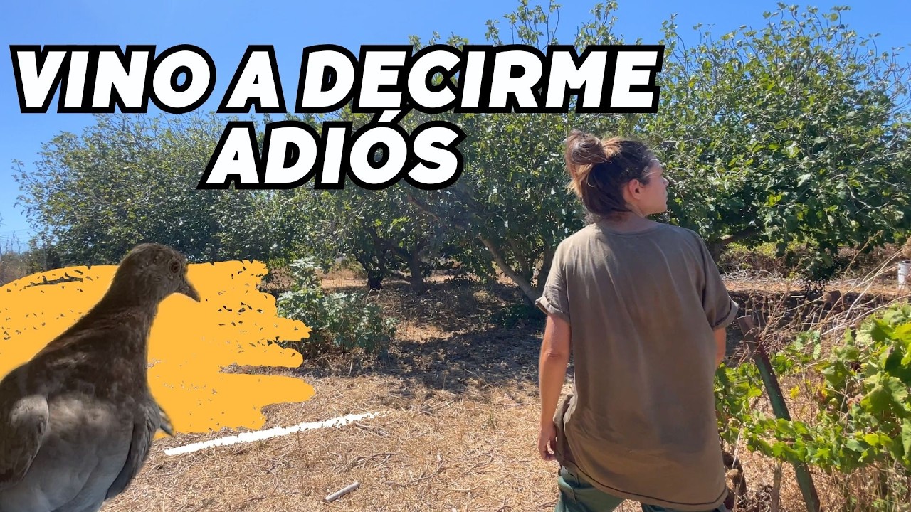 DÍAS COMPLICADOS y otras DESPEDIDAS por la finquita. La PALOMITA me visita🕊️ y... Vlog247