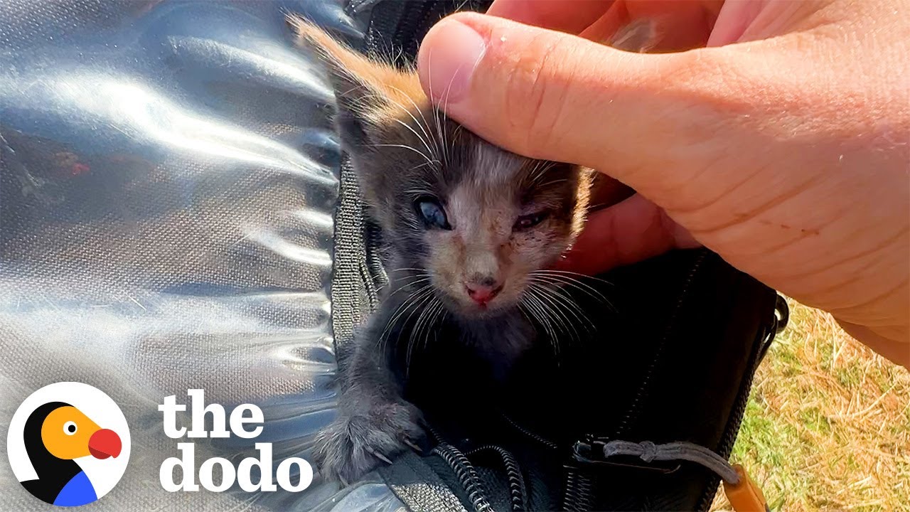 Motorcyclist Saves Tiny Kitten Who Fell From A Moving Car | The Dodo