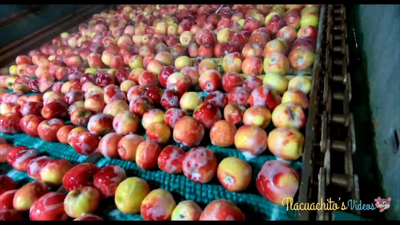 4K EMPACANDO DIFERENTES VARIEDADES DE MANZANA