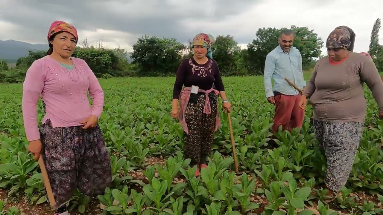 BEYAĞAÇ GERİÇAM TÜTÜN ÇAPASI #emek #çiftçi #farmer #village