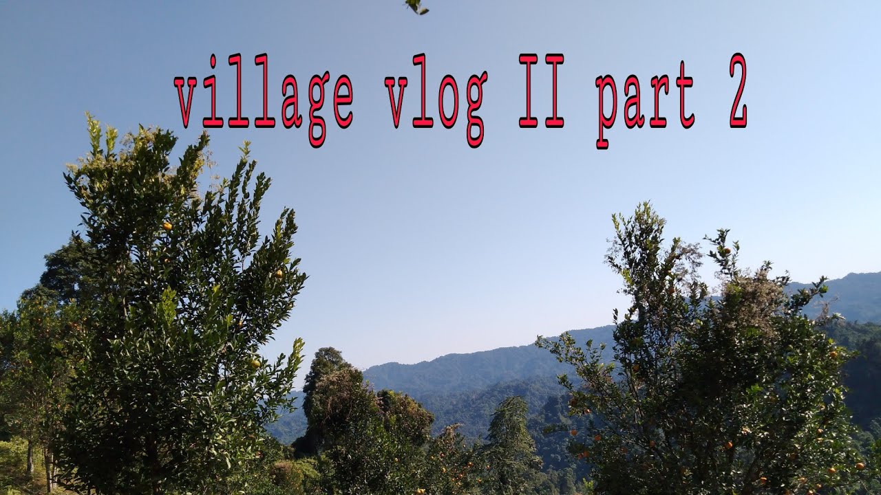 #reivlog #pickoranges.                             Village vlog 3:-picking oranges || village vlogs😊
