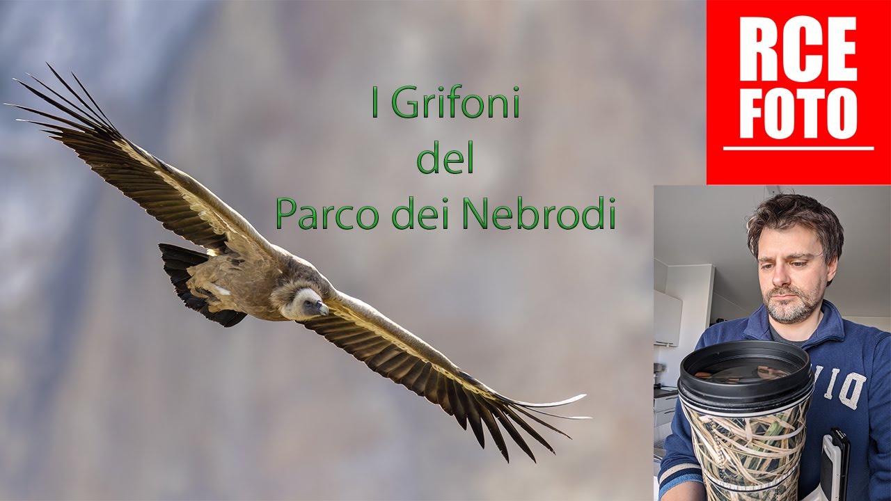 I Grifoni del Parco Dei Nebrodi