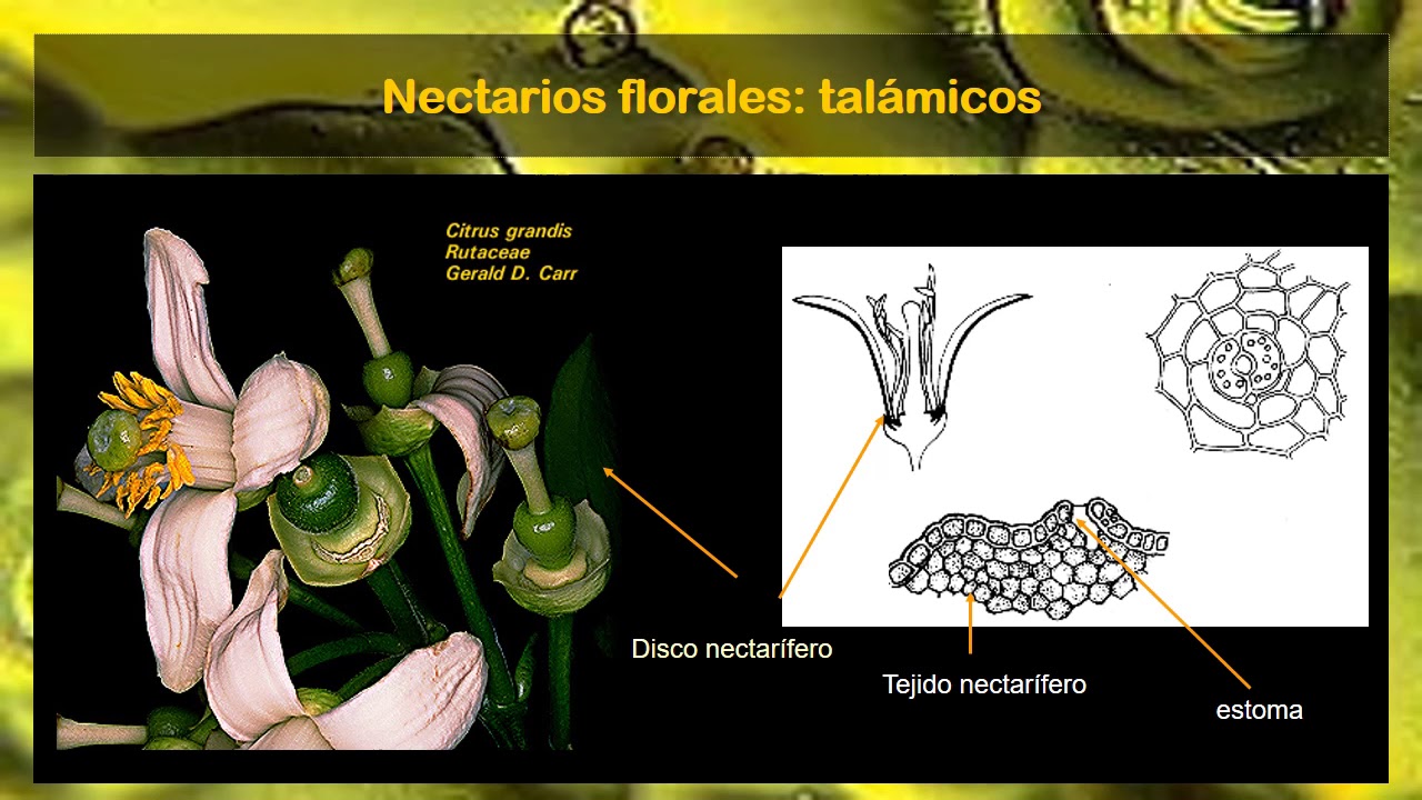 BOTÁNICA. Unidad 12. Nectarios (4° de 4 vídeos)