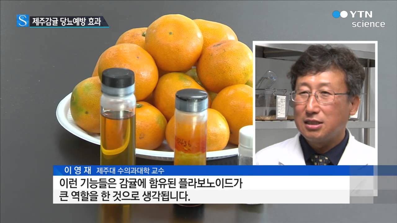 제주 감귤, 당뇨 예방에 효과 입증 / YTN 사이언스
