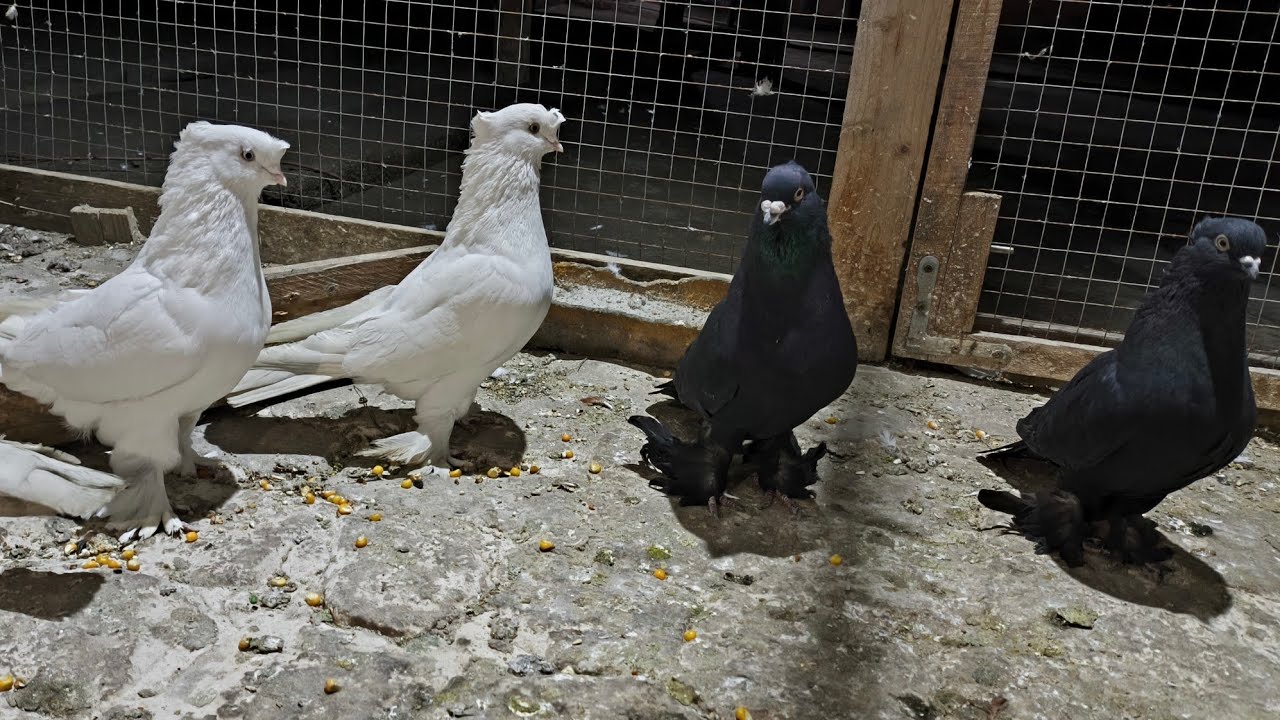 95_950_9299 kabutarlar sotiladi